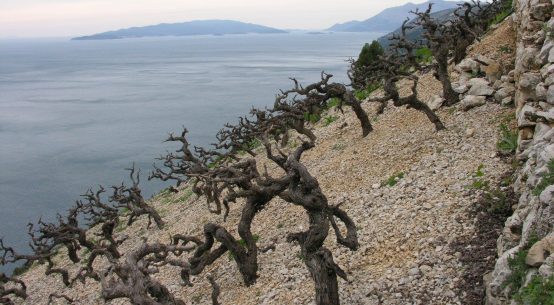 Vineyard on Pelješac - Reproduced with permission from Wines of Balkans