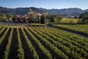 featured image of Bennett Lane Winery panoramic view