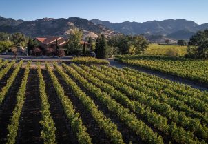 featured image of Bennett Lane Winery panoramic view