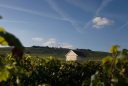 Champagne Louis Roederer vineyards view