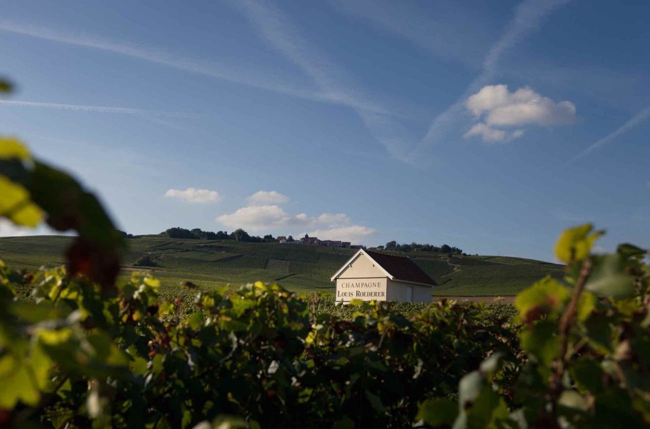 Champagne Louis Roederer vineyards view