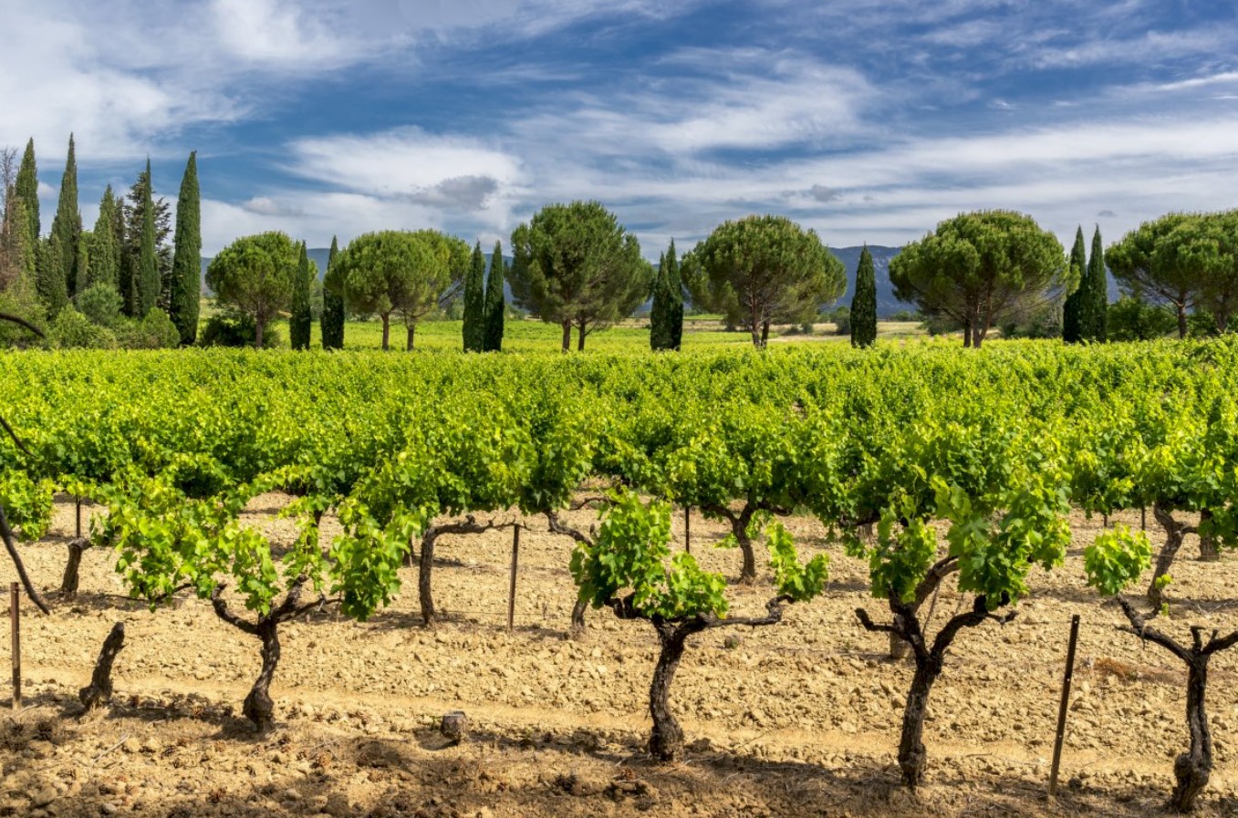 Vineyard view from private full day trip from Aix-en-Provence by Ophorus